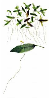 Image result for Lemna trisulca