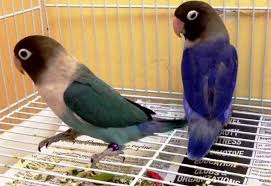Maybe you would like to learn more about one of these? Burung Lovebird Dakocan Violet Series Burung Makanan Burung Jenis