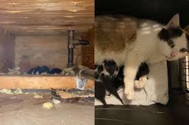 Kode alam mimpi kucing | hai sobat yuksinau.co.id. Keluar Dari Kandang Induk Kucing Ini Justru Melahirkan Anaknya Di Langit Langit Rumah Semua Halaman Bobo