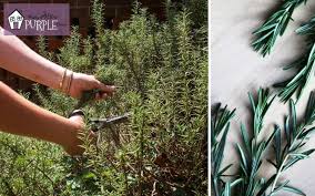 Image result for rosemary pruning