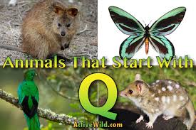 All of these descriptive words are combined with definitions and examples. Animals That Start With Q List Of Amazing Animals Beginning With Q