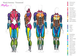 Printable Human Muscle Diagram Human Anatomy Muscle Anatomy