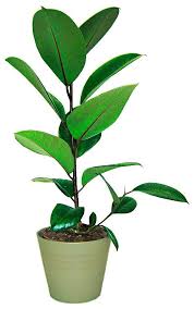 Zimmerpflanze Gummibaum 70 Cm Pflanzen Zimmerpflanzen Gummibaum