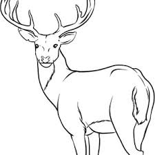 Plus, it's an easy way to celebrate each season or special holidays. Ruminant Mammal Deer 20 Deer Coloring Pages Free Printables
