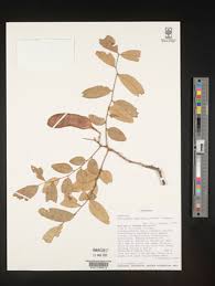 Image result for Pericopsis