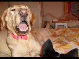 Hilarious Sneezing Animals Funny Animal Compilation Youtube