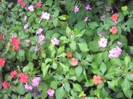 Untuk mengobati pembengkakan akibat terpukul. Rumpun Bunga Pacar Air Impatiens Warna Warni Nimadesriandani
