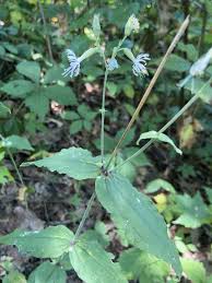 Image result for Styppeiochloa gynoglossa