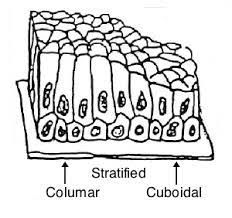The stratified columnar epithelium has multiple layers of cells in which the apical layer is made up of columnar cells while the deeper layer can be either cuboidal or columnar. Untitled Document