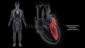 Where is the human heart located. Left Ventricle And Left Atrium Of The Heart With Human Body Stock Illustration Illustration Of Tissue Epicardium 174971822