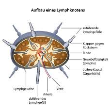 Lymphknoten