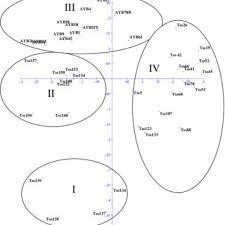 Image result for Sphenostylis briartii