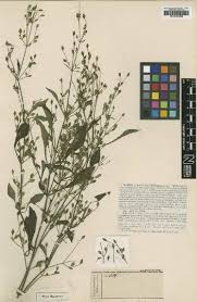 Image result for Dicliptera carvalhoi