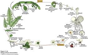 Check spelling or type a new query. Resultado De Imagen Para Ciclo Musgo Life Cycles Plant Life Cycle Teaching Biology