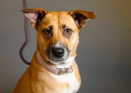 Meet Scruff McGruff, a dog that thinks he's a puppy, and others at the  Harris County Animal Shelter