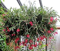 They burst into bloom during the holidays and add garden color indoors a good rule of thumb is that the christmas cactus should receive at least 14 hours of total darkness each day in the weeks. Christmas Cactus Plant Posts Facebook