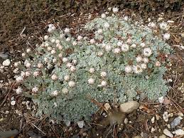 Image result for Helichrysum keilii