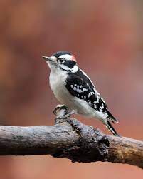 Birds Of Nj Figure Out What S In Your Backyard Nj Family What Is A Bird Common Birds Birds