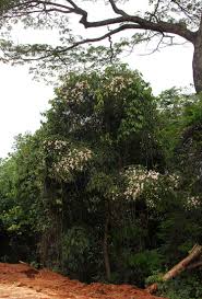 Image result for Rothmannia manganjae