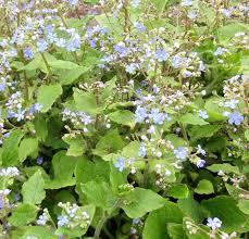 Brunnera is a woodland plant that should be grown in full shade and consistently moist soil in southern regions. Brunnera Macrophylla