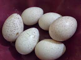 Dengan mulai mengenal dan mengetahui lama waktu telur ayam menetas dapat dijadikan sebagai gambaran bagi anda yang akan membudidayakan ayam. Berapa Lama Telur Kalkun Menetas Ayam Kalkun Kita