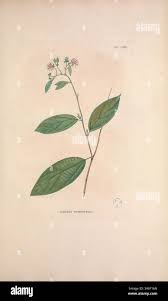Image result for Grewia pubescens