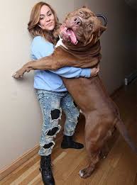 Here Are The Biggest Dogs In The World Best Dog Breed For Me Best Dog Breeds Best Large Dog Breeds Best Small Dog Breeds Bi Giant Dogs Pitbulls Huge Dogs