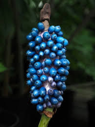 Image result for Amorphophallus goetzei