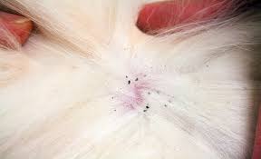 How To Check If Your Dog Has Fleas Signs That Your Dog Has Fleas