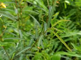 Image result for Chamaecrista mimosoides