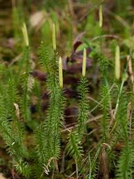 Image result for Huperzia afromontana