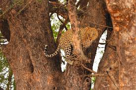 Image result for Xanthocercis