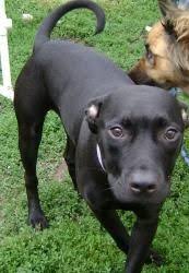 6 Month American Pitbull Terrier Black And White Pin On Puppy Love