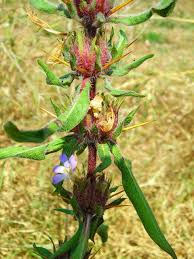 Image result for Hygrophila schulli