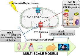 Learn about genetic conditions related to mtdna changes. Fondation Leducq Transatlantic Network Of Excellence Targeting Mitochondria To Treat Heart Disease Circulation Research