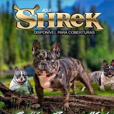 Dark grey kitchen units ukc events nosework. Canil Supremacia Bull S Canine Stuff Pages Directory
