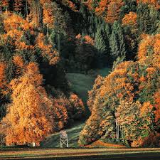 See full list on worldwildlife.org Jeevoka The Temperate Forest Ecosystem The One With The Obvious Seasonalities