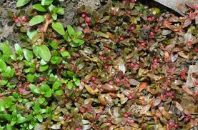 Image result for Elatine