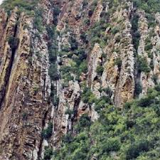 Image result for Didymodoxa  afra