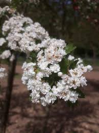 Check spelling or type a new query. Crataegus Thorn Or May Tree