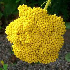 Yarrow Good Health Elegant Creations Flowers Events More Achillea Millefolium Achillea Yarrow
