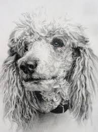 Standard Poodle Drawing Original Puddles Etsy Poodle Drawing Dog Drawing Standard Poodle