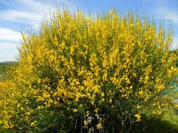 Domanda ciao marcella, mi puoi suggerire piante perenni da inserire in un'aiuola di tipo mediterraneo? Un Giardino Giallo Zafferano La Finestra Di Stefania
