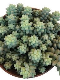 My experience with sedum morganianum as a houseplant has been mixed: Gardening 101 Burro S Tail Succulent Gardenista