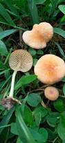 Image result for Marasmius opacus