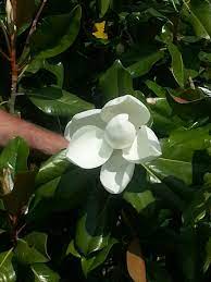 First Magnolia Bloom From My Cucumber Magnolia Tree Magnolia Trees Bloom Tree