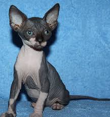 See pictures and our review of big cat rescue. Peterbald Kittens Persian Kittens For Sale Sphynx Kittens For Sale Donskoy Kittens For Sale Peterbald Kittens