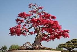 Image result for Schotia afra