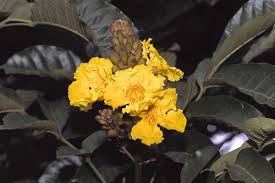 Image result for Dolichandrone alba