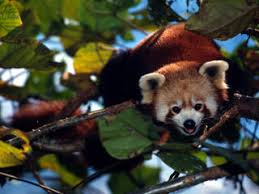 From tropical to the alpines, give looking at sikkim wildlife richness, which possess more than 4000 species of; Red Panda Species Wwf